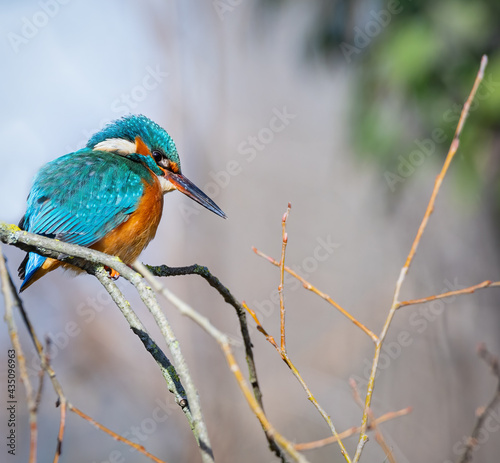 blauer Eisvogel auf einem Ast(Alcedo atthis) © Marcel