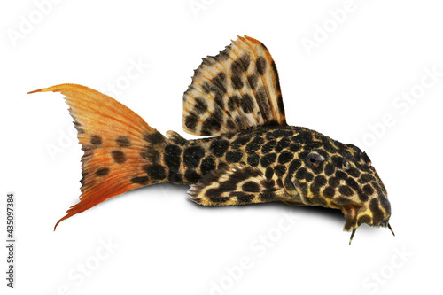 Leopard Cactus Pleco aquarium fish Pseudacanthicus leopardus	
