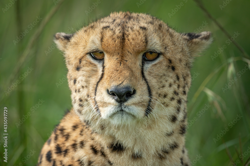 Close-up of cheetah sitting staring in grass Close-up of cheetah sitting staring in grass