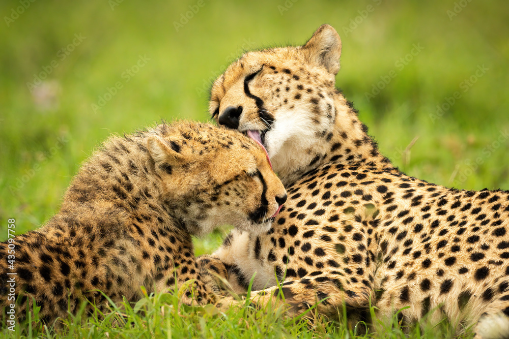 Close-up of cheetah mother lying licking cub Close-up of cheetah mother lying licking cub