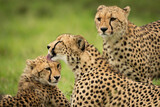 Close-up of cheetah watching mother licking cub