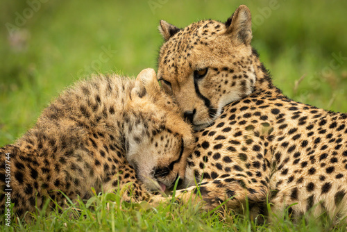 Fotografie, Tablou Close-up of cheetah lying with cub nuzzling