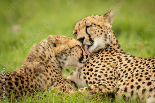 Close-up of cheetah mother lying grooming cub
