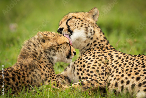 Close-up of cheetah lying washing her cub