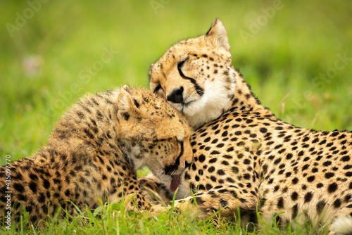 Close-up of cub washing cheetah lying down