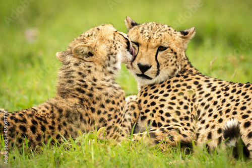 Close-up of cub lying down grooming cheetah