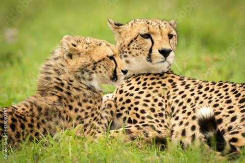 Close-up of cheetah lying with young cub