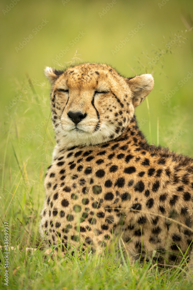 Obraz premium Close-up of cheetah lying with eyes closed