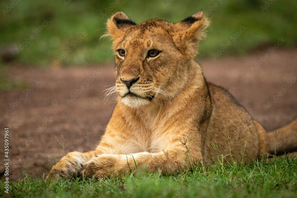 Close-up of lion cub lying paws together