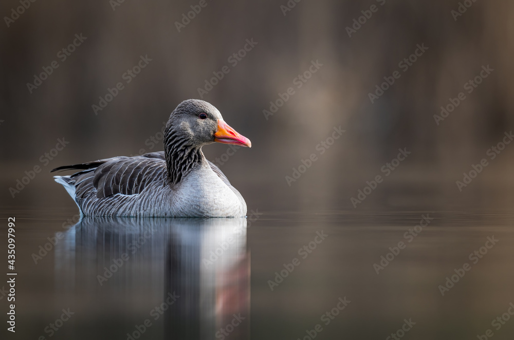 Graugans auf einem Bach mit Spiegelung, Vogel Graugans auf einem Bach mit Spiegelung, Vogel