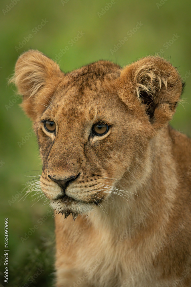 Close-up of lion cub sitting staring left Close-up of lion cub sitting staring left