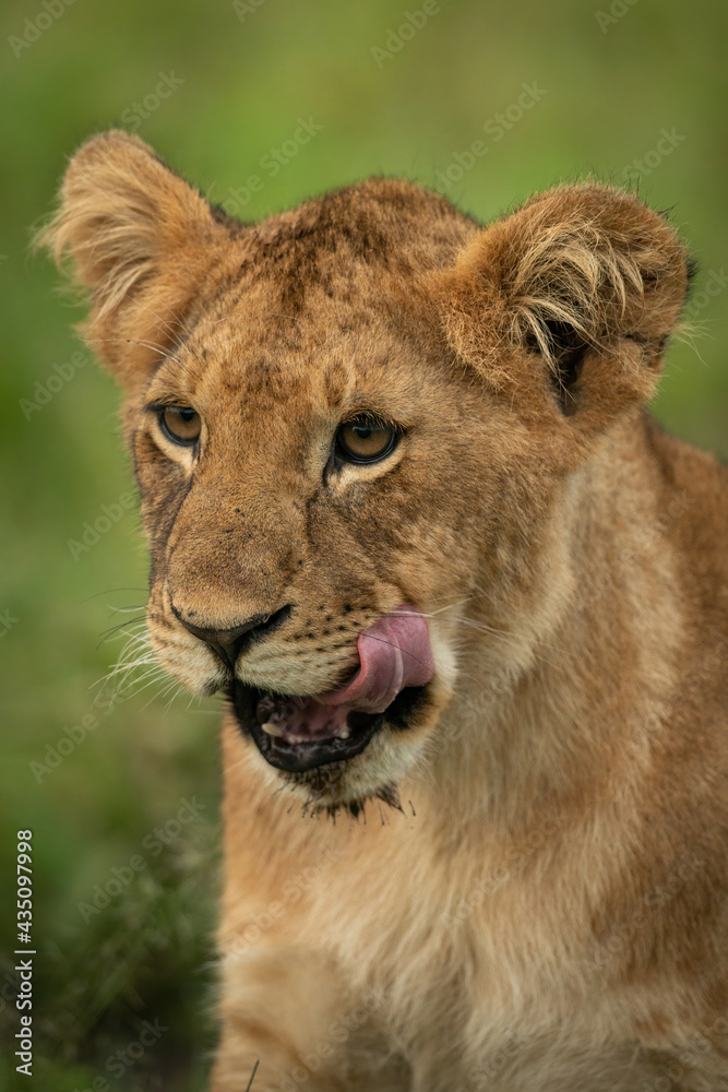 Close-up of lion cub sitting licking mouth Close-up of lion cub sitting licking mouth