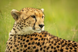 Close-up of cheetah lying looking over shoulder