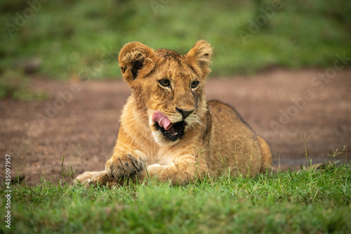 Close-up of lion cub lying licking lips