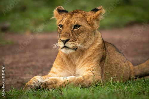 Close-up of lion cub lying paws together