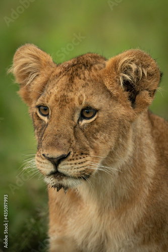 Close-up of lion cub sitting staring left