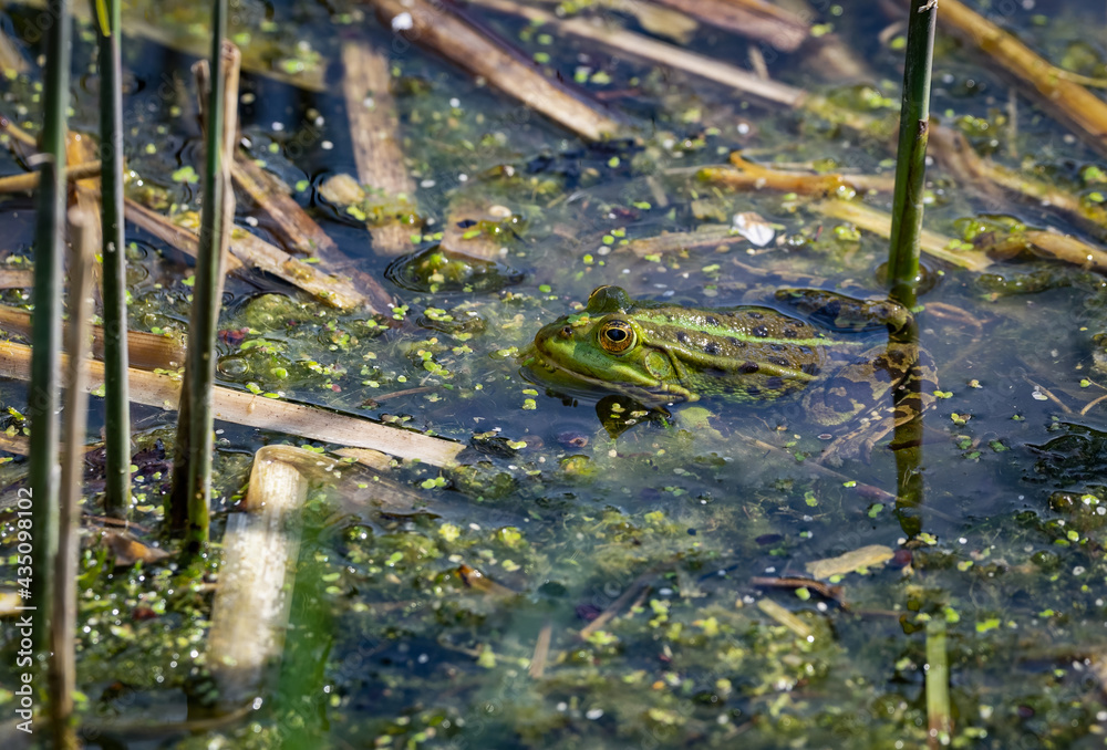 Ein grüner Frosch an der Wasseroberfläche Ein grüner Frosch an der Wasseroberfläche