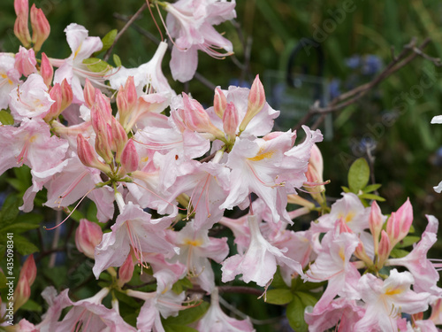(Azalea occidentalis) Rhododendron occidentale or western azalea with large floral trusses of trumpet-shaped white and pink flowers tinged with yellow spots between bright green foliage