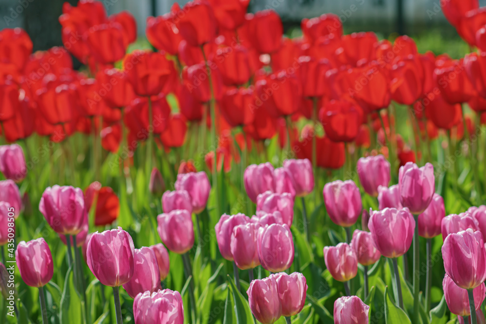 Tulips blooming in a flower bed