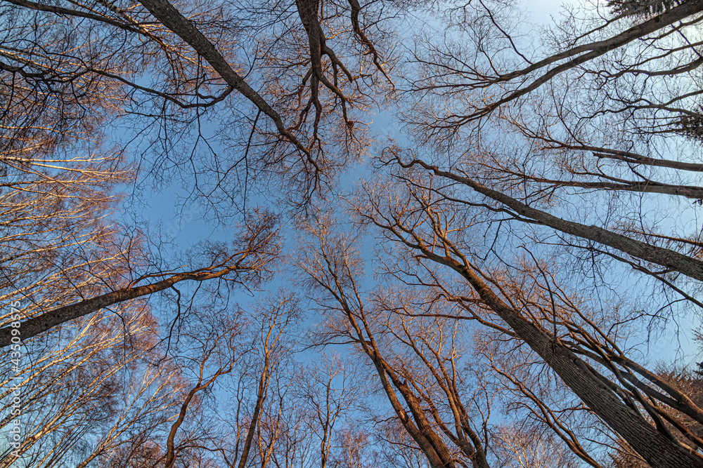Tree trunks in early spring against the blue sky Tree trunks in early spring against the blue sky