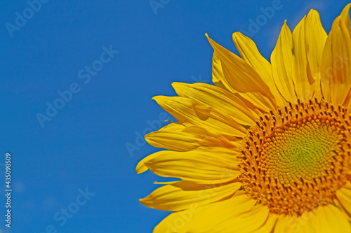 Sunflower, against the background of a bright blue sky on a summer day