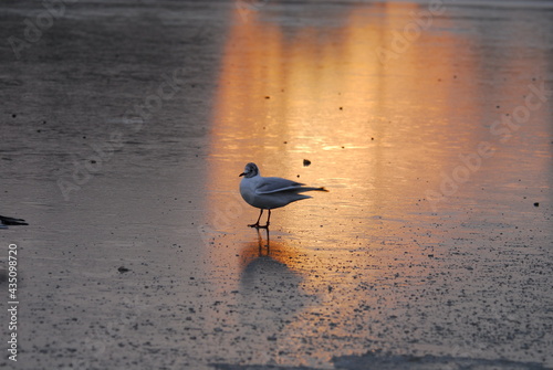 Seagull at Sunset