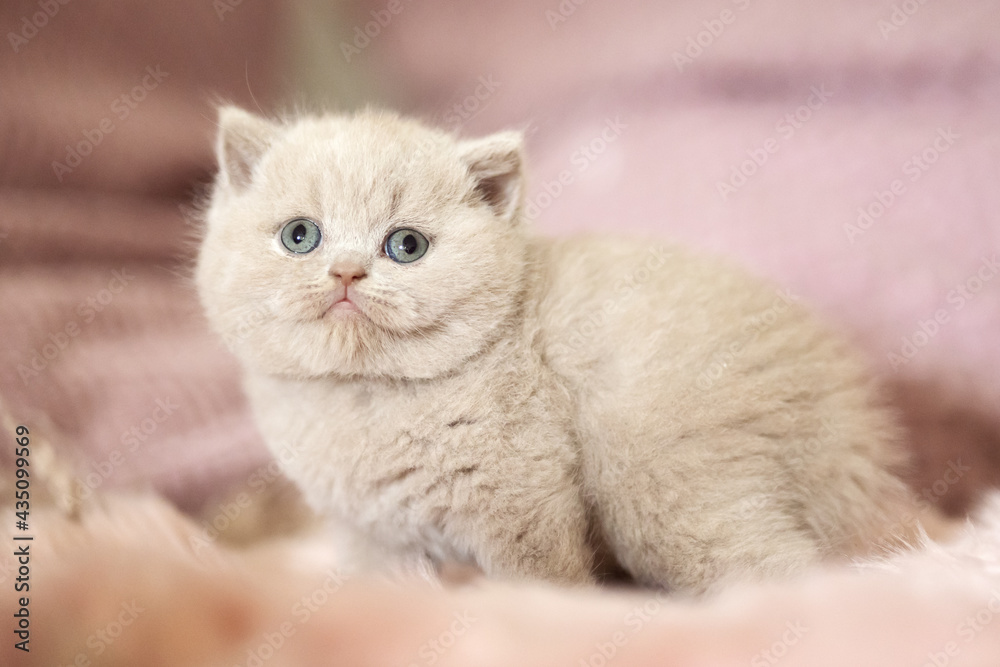 Extram niedliches Katzenbaby BKH Kitten ganz verträumt Extram niedliches Katzenbaby BKH Kitten ganz verträumt