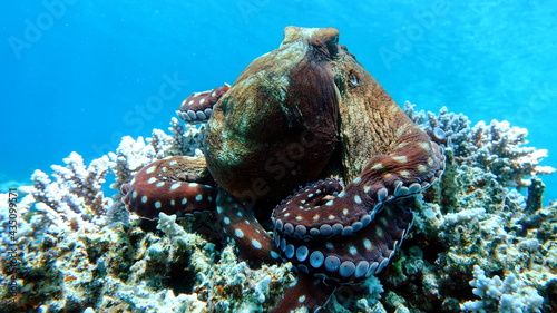  Octopus. Big Blue Octopus on the Red Sea Reefs. 