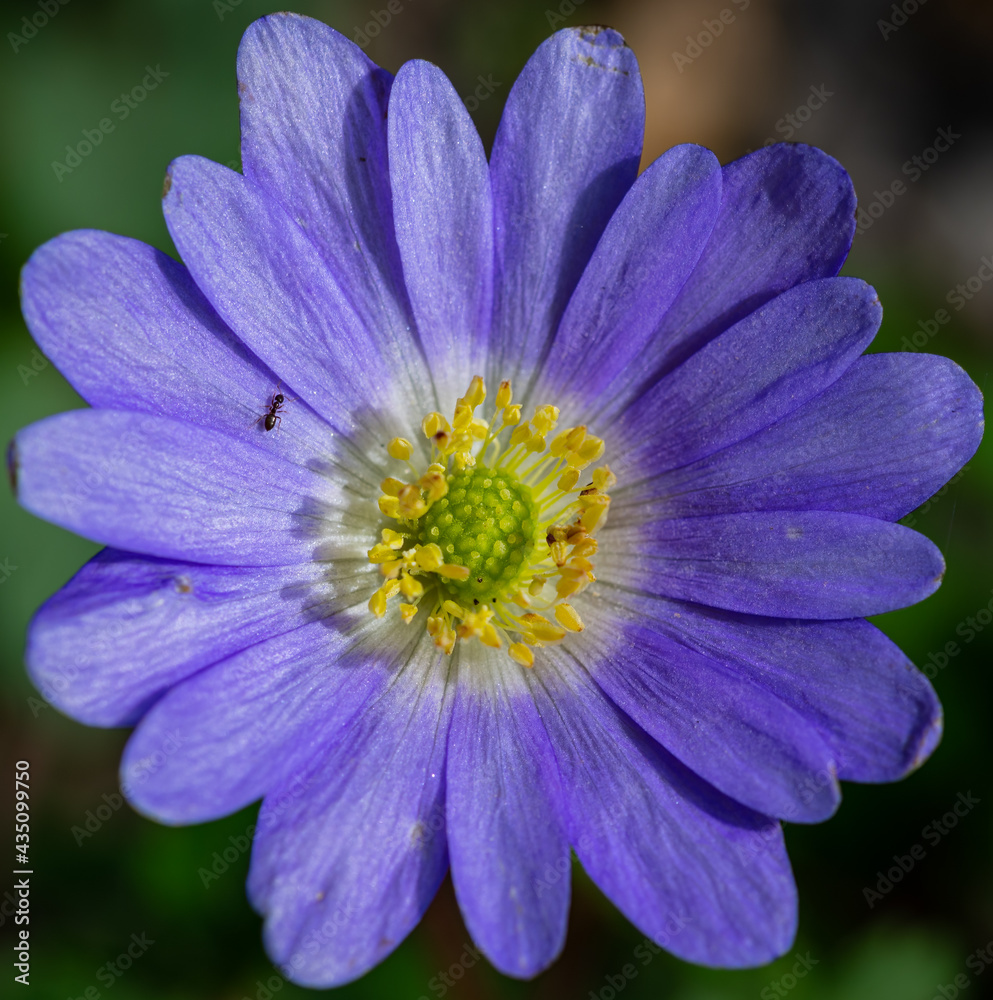 Makroaufnahme einer Lila Blume, Windröschen, Pflanze Makroaufnahme einer Lila Blume, Windröschen, Pflanze