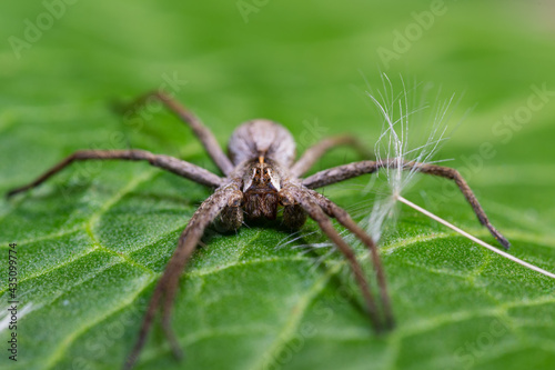 Listspinne (Pisaura mirabilis), nahaufnahme