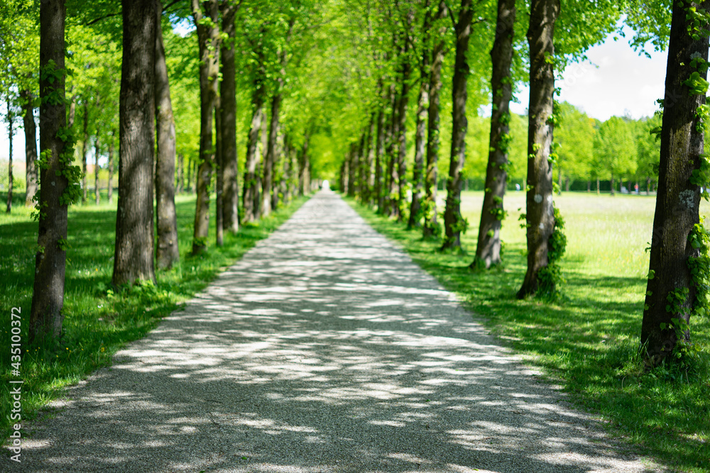 Sun dappled avenue of ornamental trees in a historical palace garden leading into the distance Sun dappled avenue of ornamental trees in a historical palace garden leading into the distance