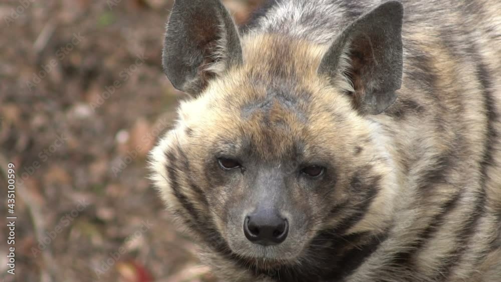 funny striped hyena looking, slow motion funny striped hyena looking, slow motion