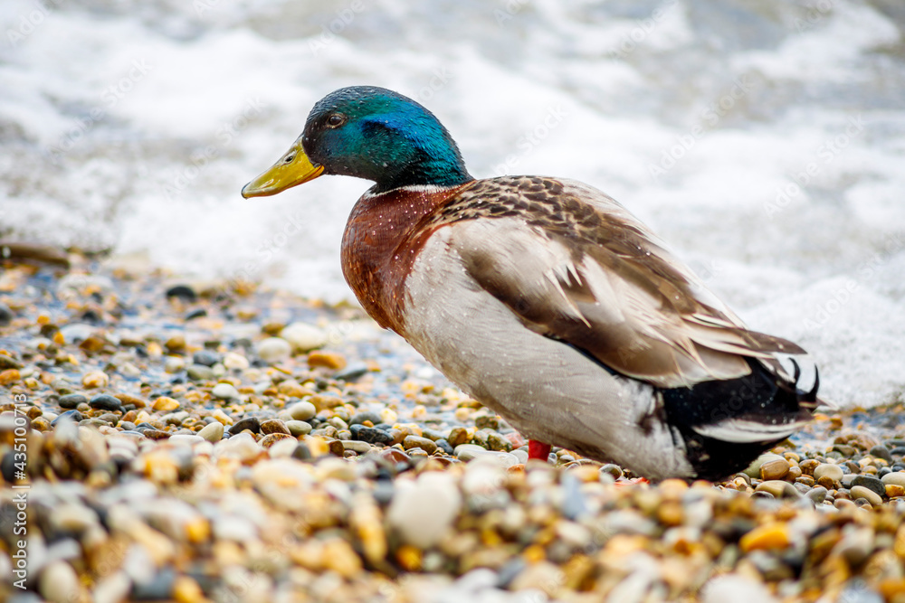 A family of ducks hunts on the sea beach in cloudy weather A family of ducks hunts on the sea beach in cloudy weather