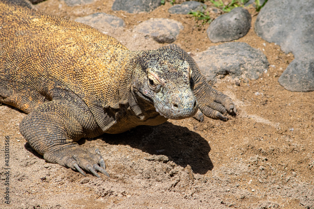 Komodo dragon Varanus komodoensis is the largest reptile in the family on monitor lizards. Considered as vulnerable species