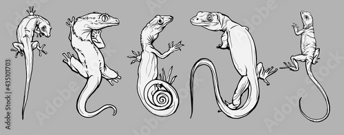 Set with beautiful different reptiles and lizards. Reptiles coloring page, hand drawn illustration. Design for wallpapers, packaging, postcards and posters. Black and white. Wild nature. Isolated