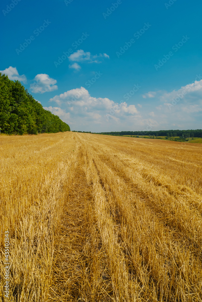 A yellow field with mown wheat under a blue cloudy sky. A yellow field with mown wheat under a blue cloudy sky.
