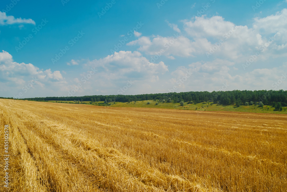 A yellow field with mown wheat under a blue cloudy sky.
