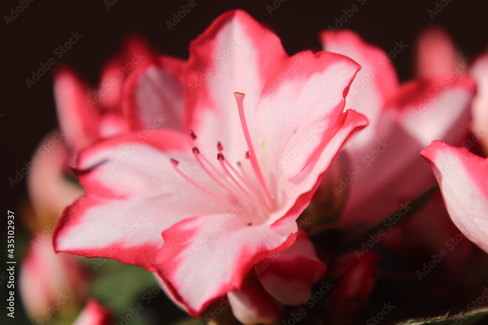 Preciosa flor de azalea bicolor.