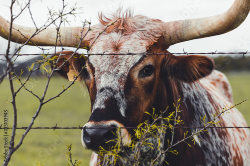 Fotografía Longhorn in a Pasture