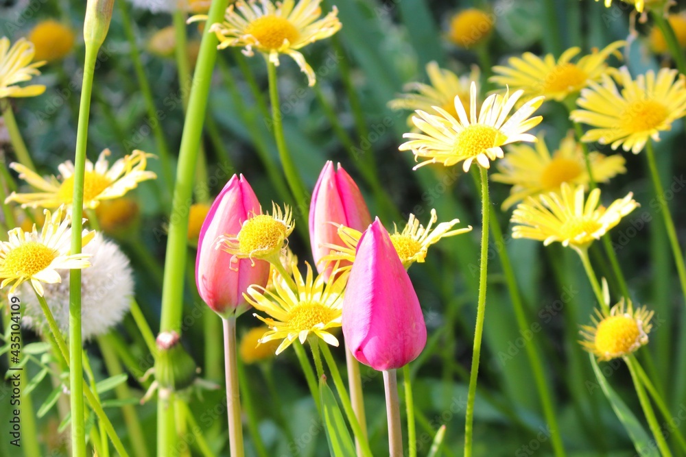 Fototapeta premium bunter Wiesenblumen mit Tulpen