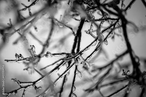 Ice Covered Twigs