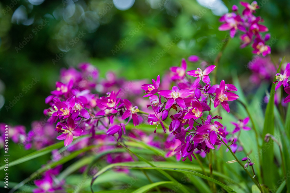 Purple Orchid flowers in the garden Purple Orchid flowers in the garden