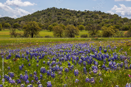 Bluebonnets and Mountains Outside Llano