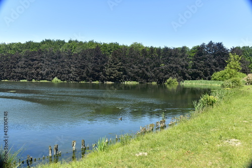 L'un des étangs aux berges érodée entouré d'un bois dense au parc de Tervuren