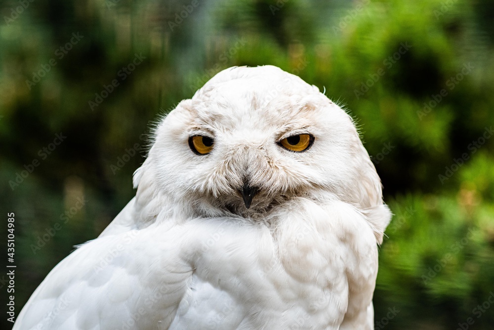 Fototapeta premium white owl closeup 2