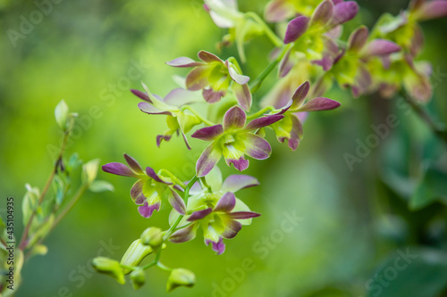 Greej orchid blossom in spring