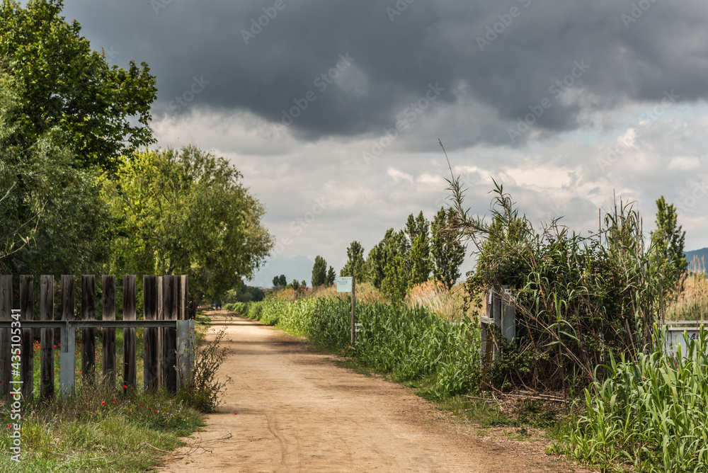 Dirt road with trees, reeds and wooden fence, blue sky with gray clouds.