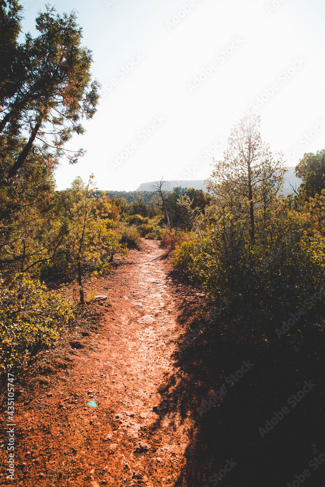 path in forest