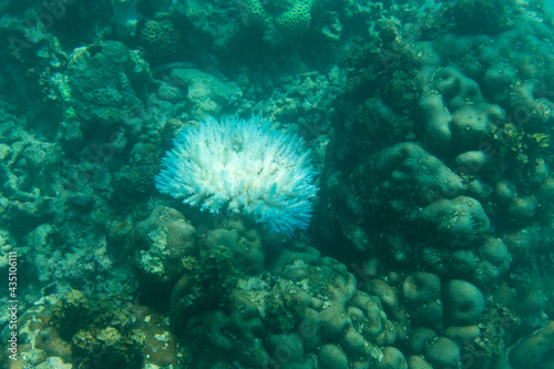 The coral reef bleaching in Seychelles