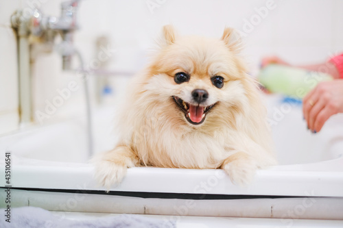 Pomeranian in a bathroom in a beauty salon for dogs. The concept of popularizing haircuts and dog grooming. Spitz in the process of washing with water horizontal view © sushytska